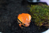 Load image into Gallery viewer, Tomato Frog