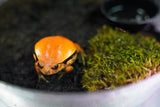 Load image into Gallery viewer, Tomato Frog
