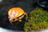 Load image into Gallery viewer, Tomato Frog