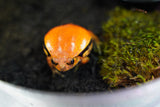 Load image into Gallery viewer, Tomato Frog