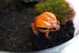 Load image into Gallery viewer, Tomato Frog