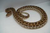 Load image into Gallery viewer, Female Hypo Het Albino Pos Het Granite Green Burmese Python