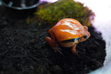 Load image into Gallery viewer, Tomato Frog