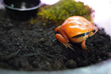 Load image into Gallery viewer, Tomato Frog
