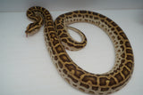 Load image into Gallery viewer, Female Hypo Het Albino Pos Het Granite Green Burmese Python