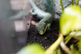 Load image into Gallery viewer, Abronia
