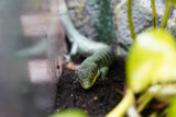 Load image into Gallery viewer, Abronia