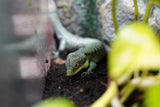 Load image into Gallery viewer, Abronia