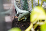 Load image into Gallery viewer, Abronia