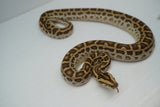 Load image into Gallery viewer, Female Hypo Het Albino Pos Het Granite Green Burmese Python