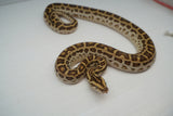 Load image into Gallery viewer, Female Hypo Het Albino Pos Het Granite Green Burmese Python