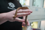 Load image into Gallery viewer, Male Kingsville Bullsnake