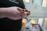 Load image into Gallery viewer, Female Kingsville Bull Snake