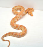 Load image into Gallery viewer, Female Albino Poss Het Granite Green Burmese Python