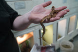 Load image into Gallery viewer, Female Kingsville Bull Snake