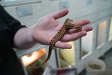 Load image into Gallery viewer, Female Kingsville Bull Snake