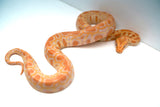 Load image into Gallery viewer, Female Albino Poss Het Granite Green Burmese Python
