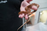 Load image into Gallery viewer, Male Kingsville Bullsnake