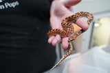 Load image into Gallery viewer, Male Kingsville Bullsnake