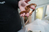 Load image into Gallery viewer, Male Kingsville Bullsnake