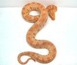 Load image into Gallery viewer, Female Albino Poss Het Granite Green Burmese Python