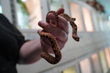 Load image into Gallery viewer, Male Kingsville Bullsnake