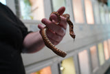 Load image into Gallery viewer, Male Kingsville Bullsnake