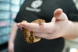 Load image into Gallery viewer, Male Kingsville Bullsnake