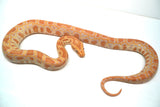 Load image into Gallery viewer, Female Albino Poss Het Granite Green Burmese Python