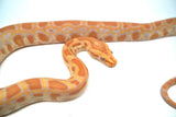 Load image into Gallery viewer, Female Albino Poss Het Granite Green Burmese Python
