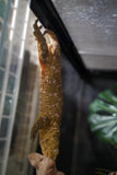 Load image into Gallery viewer, Male Leachianus Gecko