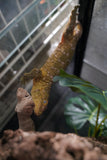 Load image into Gallery viewer, Male Leachianus Gecko