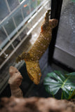 Load image into Gallery viewer, Male Leachianus Gecko