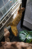 Load image into Gallery viewer, Male Leachianus Gecko