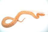 Load image into Gallery viewer, Female Albino Pos Het Granite Green Burmese Python