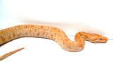 Load image into Gallery viewer, Female Albino Pos Het Granite Green Burmese Python