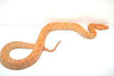 Load image into Gallery viewer, Female Albino Pos Het Granite Green Burmese Python