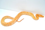 Load image into Gallery viewer, Female Albino Pos Het Granite Green Burmese Python
