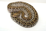 Load image into Gallery viewer, Female Hypo Het Albino Poss Het Granite Green Burmese Python