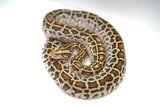 Load image into Gallery viewer, Female Hypo Het Albino Poss Het Granite Green Burmese Python