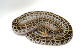 Load image into Gallery viewer, Female Hypo Het Albino Poss Het Granite Green Burmese Python