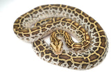 Load image into Gallery viewer, Female Hypo Het Albino Poss Het Granite Green Burmese Python