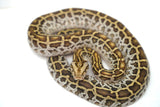 Load image into Gallery viewer, Female Hypo Het Albino Poss Het Granite Green Burmese Python