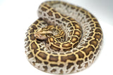 Load image into Gallery viewer, Female Hypo Het Albino Poss Het Granite Green Burmese Python