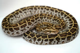Load image into Gallery viewer, Female Hypo Het Albino Poss Het Granite Green Burmese Python