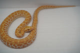 Load image into Gallery viewer, Male Albino Hypo Poss Het Granite Green Burmese Python