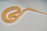 Load image into Gallery viewer, Male Albino Hypo Poss Het Granite Green Burmese Python
