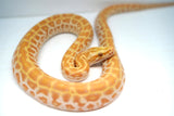 Load image into Gallery viewer, Male Albino Hypo Poss Het Granite Green Burmese Python