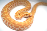 Load image into Gallery viewer, Male Albino Hypo Poss Het Granite Green Burmese Python