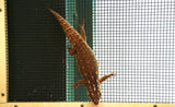 Load image into Gallery viewer, Female Hosmer’s Spiny - Tailed Skinks (Bonded Pair)